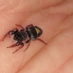 Apricia jovialis (Jovial jumping spider) at Greenleigh, NSW - 12 Sep 2021 by LyndalT