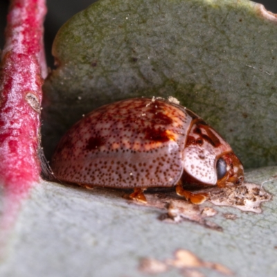 Paropsisterna m-fuscum (Eucalyptus Leaf Beetle) at Downer, ACT - 12 Sep 2021 by Boagshoags