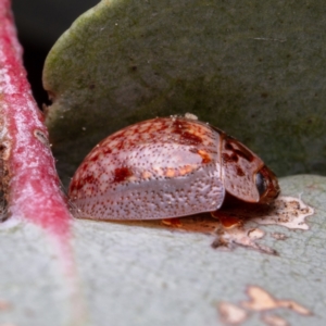 Paropsisterna m-fuscum at Downer, ACT - 12 Sep 2021