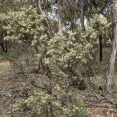 Hakea decurrens subsp. decurrens (Bushy Needlewood) at Majura, ACT - 12 Sep 2021 by abread111