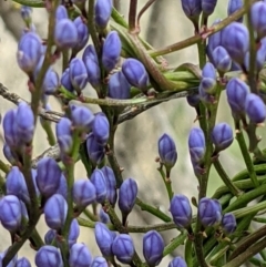 Comesperma volubile (Love Creeper) at Mount Majura - 12 Sep 2021 by abread111