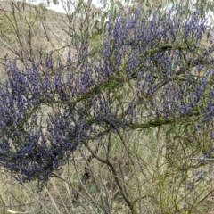 Comesperma volubile at Downer, ACT - 12 Sep 2021 12:19 PM