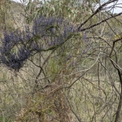 Comesperma volubile at Downer, ACT - 12 Sep 2021 12:19 PM