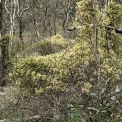 Clematis leptophylla (Small-leaf Clematis, Old Man's Beard) at Mount Majura - 12 Sep 2021 by abread111