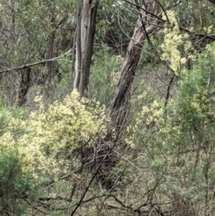 Clematis leptophylla at Downer, ACT - 12 Sep 2021