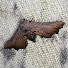 Amphiclasta lygaea (Ragged Geometrid (Ennominae)) at O'Connor, ACT - 11 Sep 2021 by ibaird