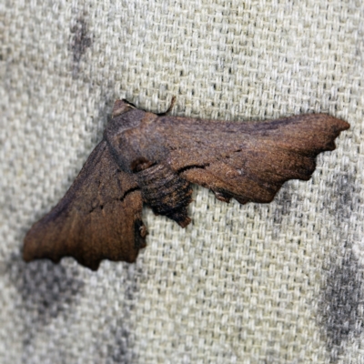 Amphiclasta lygaea (Ragged Geometrid (Ennominae)) at O'Connor, ACT - 11 Sep 2021 by ibaird