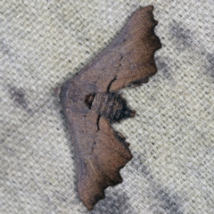 Amphiclasta lygaea at O'Connor, ACT - 11 Sep 2021