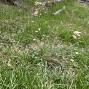 Capsella bursa-pastoris at Hackett, ACT - 12 Sep 2021