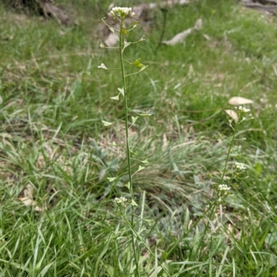 Capsella bursa-pastoris (Shepherd's Purse) at Mount Majura - 12 Sep 2021 by abread111