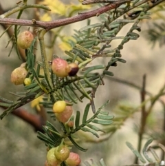 Austroacacidiplosis botrycephalae (A Gall Midge) at Mount Ainslie - 12 Sep 2021 by abread111