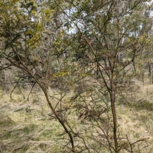 Austroacacidiplosis botrycephalae at Hackett, ACT - 12 Sep 2021