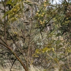 Acacia decurrens (Green Wattle) at Mount Ainslie - 12 Sep 2021 by abread111