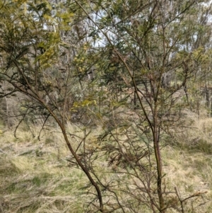 Acacia decurrens at Hackett, ACT - 12 Sep 2021 11:53 AM