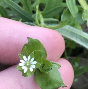 Stellaria media at Hughes, ACT - 6 Sep 2021