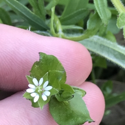 Stellaria media (Common Chickweed) at Hughes Grassy Woodland - 6 Sep 2021 by Tapirlord