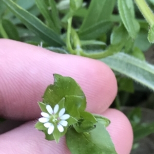 Stellaria media at Hughes, ACT - 6 Sep 2021