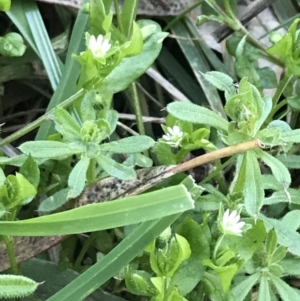 Stellaria media at Hughes, ACT - 6 Sep 2021 04:08 PM