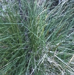 Carex appressa (Tall Sedge) at Red Hill Nature Reserve - 6 Sep 2021 by Tapirlord