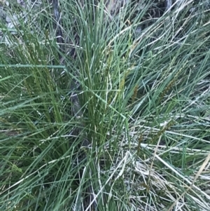 Carex appressa at Deakin, ACT - 6 Sep 2021