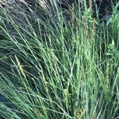 Carex appressa at Deakin, ACT - 6 Sep 2021