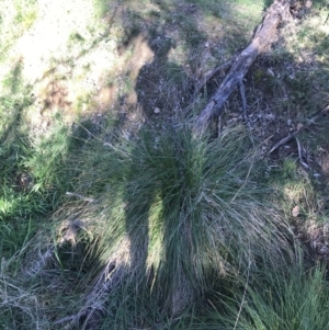 Carex appressa at Deakin, ACT - 6 Sep 2021