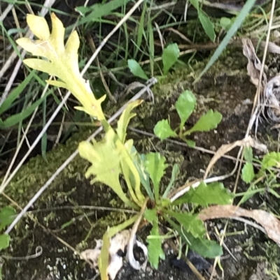 Goodenia pinnatifida (Scrambled Eggs) at Red Hill Nature Reserve - 6 Sep 2021 by Tapirlord