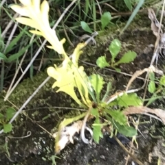 Goodenia pinnatifida at Deakin, ACT - 6 Sep 2021