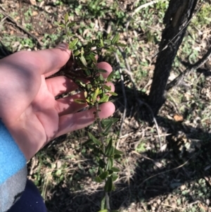 Olea europaea subsp. cuspidata at Deakin, ACT - 6 Sep 2021