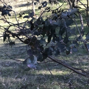 Eucalyptus globulus subsp. bicostata at Hughes, ACT - 6 Sep 2021