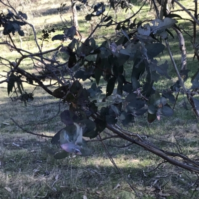 Eucalyptus bicostata (Southern Blue Gum, Eurabbie) at Hughes, ACT - 6 Sep 2021 by Tapirlord