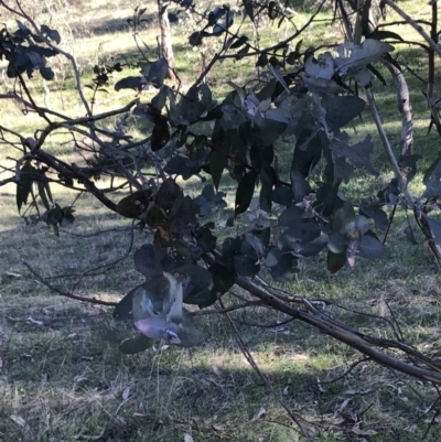 Eucalyptus globulus subsp. bicostata (Southern Blue Gum, Eurabbie) at Hughes, ACT - 6 Sep 2021 by Tapirlord