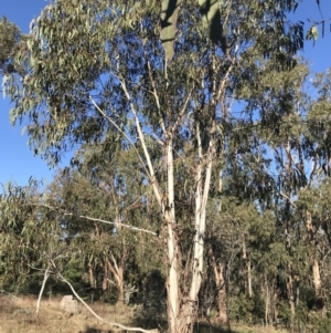 Eucalyptus globulus subsp. bicostata at Hughes, ACT - 6 Sep 2021
