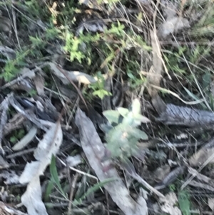 Eucalyptus globulus subsp. bicostata at Hughes, ACT - 6 Sep 2021 03:23 PM