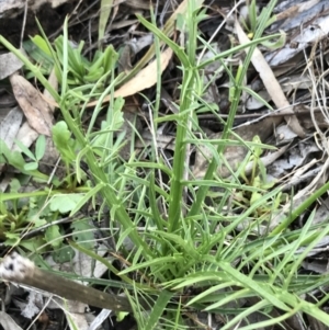 Eryngium ovinum at Hughes, ACT - 6 Sep 2021 03:16 PM