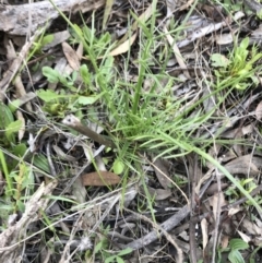 Eryngium ovinum at Hughes, ACT - 6 Sep 2021