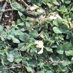 Trifolium subterraneum (Subterranean Clover) at Red Hill Nature Reserve - 6 Sep 2021 by Tapirlord