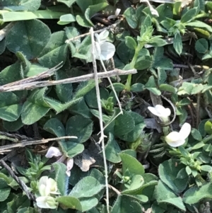 Trifolium subterraneum at Hughes, ACT - 6 Sep 2021