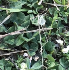 Trifolium subterraneum at Hughes, ACT - 6 Sep 2021