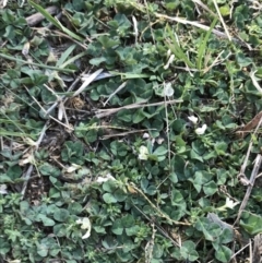 Trifolium subterraneum at Hughes, ACT - 6 Sep 2021