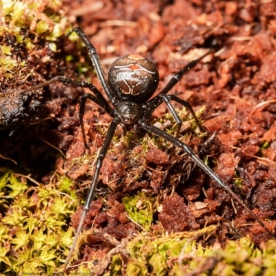 Latrodectus hasselti (Redback Spider) at Macgregor, ACT - 12 Sep 2021 by Roger