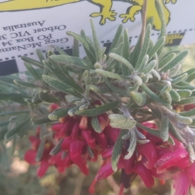 Grevillea lanigera (Woolly Grevillea) at Watson, ACT - 11 Sep 2021 by MAX