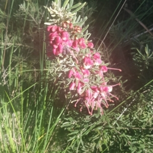 Grevillea lanigera at Watson, ACT - 11 Sep 2021