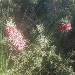 Grevillea lanigera at Watson, ACT - 11 Sep 2021