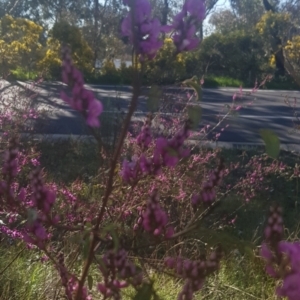 Indigofera australis subsp. australis at Watson, ACT - 11 Sep 2021 03:28 PM