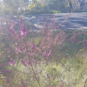 Indigofera australis subsp. australis at Watson, ACT - 11 Sep 2021 03:28 PM