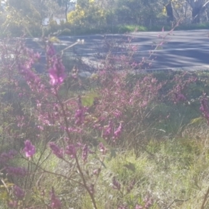 Indigofera australis subsp. australis at Watson, ACT - 11 Sep 2021