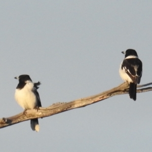 Cracticus nigrogularis at Stromlo, ACT - suppressed