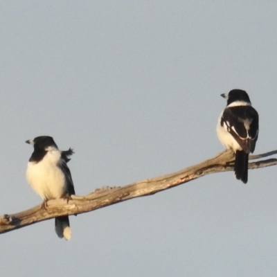 Cracticus nigrogularis (Pied Butcherbird) at Lions Youth Haven - Westwood Farm - 11 Sep 2021 by HelenCross