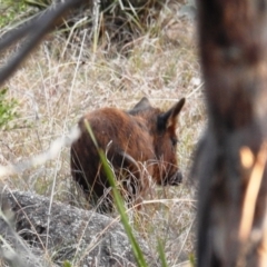 Sus scrofa (Pig (feral)) at Stromlo, ACT - 12 Sep 2021 by HelenCross